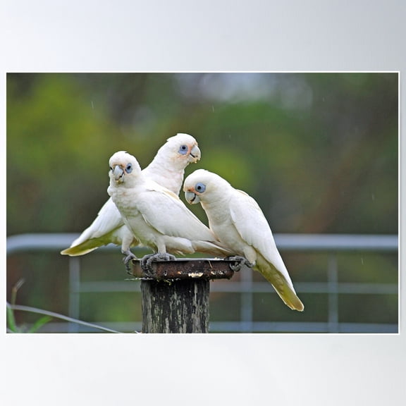 Short Billed Corellas In Our Back Paddock. Brisbane, Queensland, Australia Poster Wall Art, Modern Wall Decor For Living Room Bedroom, 8x12 UNFRAMED