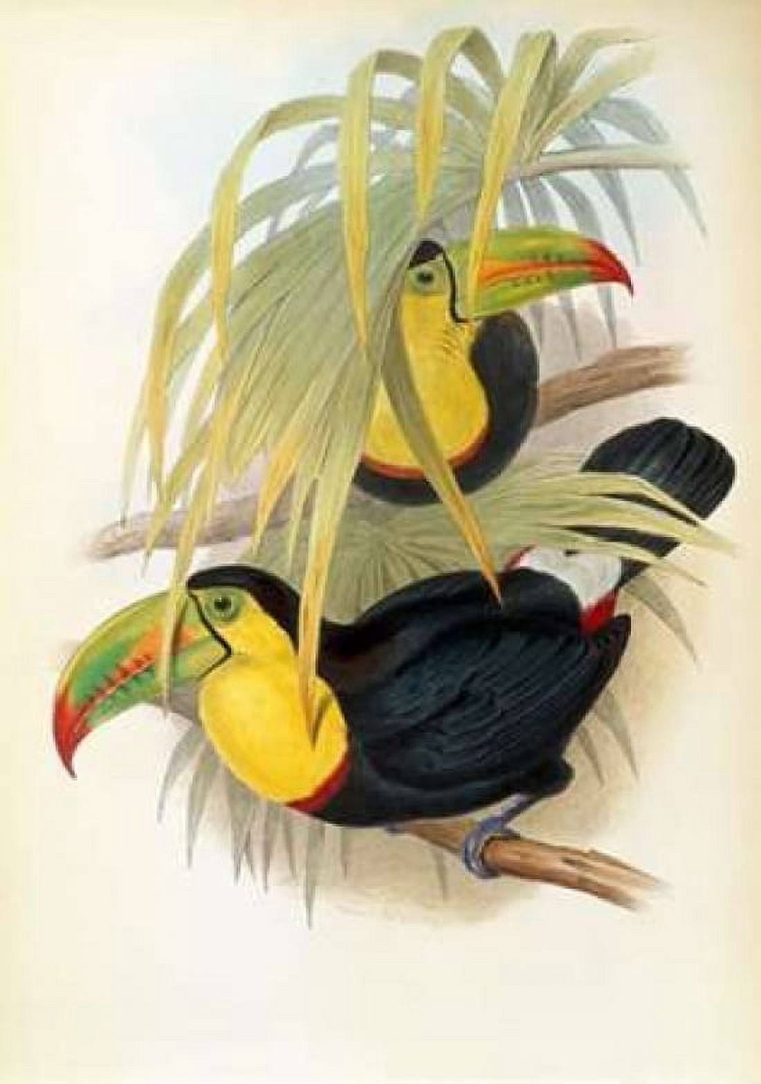Short Billed Toucan Canvas Art - John Glover (20 x 28)
