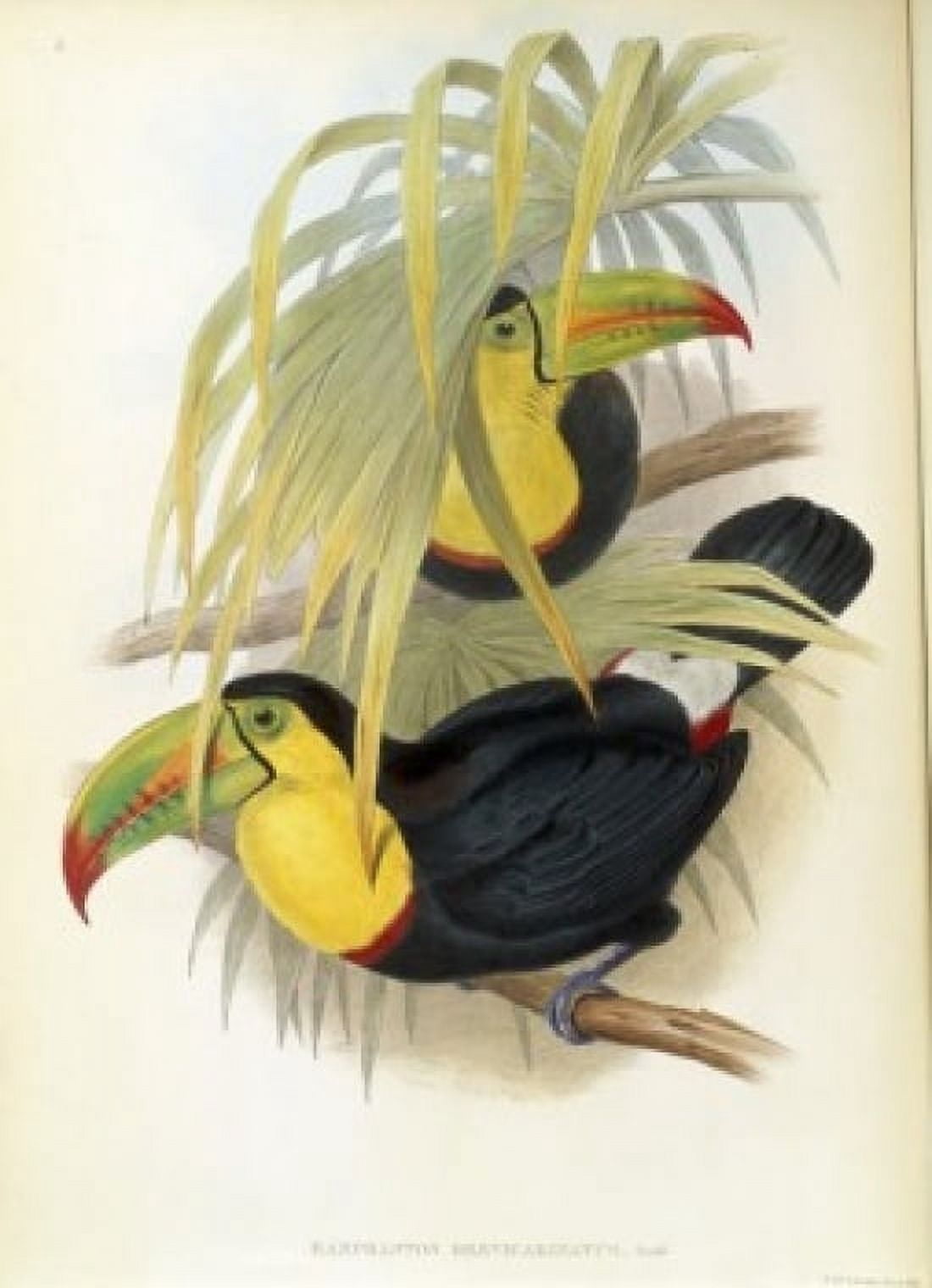 Short-Billed Toucan John Gould (1804-1881British) Lithograph Canvas Art - John Gould (24 x 36)