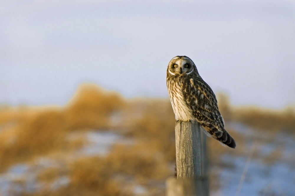 Short-Eared Owl Alberta Canada Canvas Art - Philippe Widling Design Pics (17 x 11)