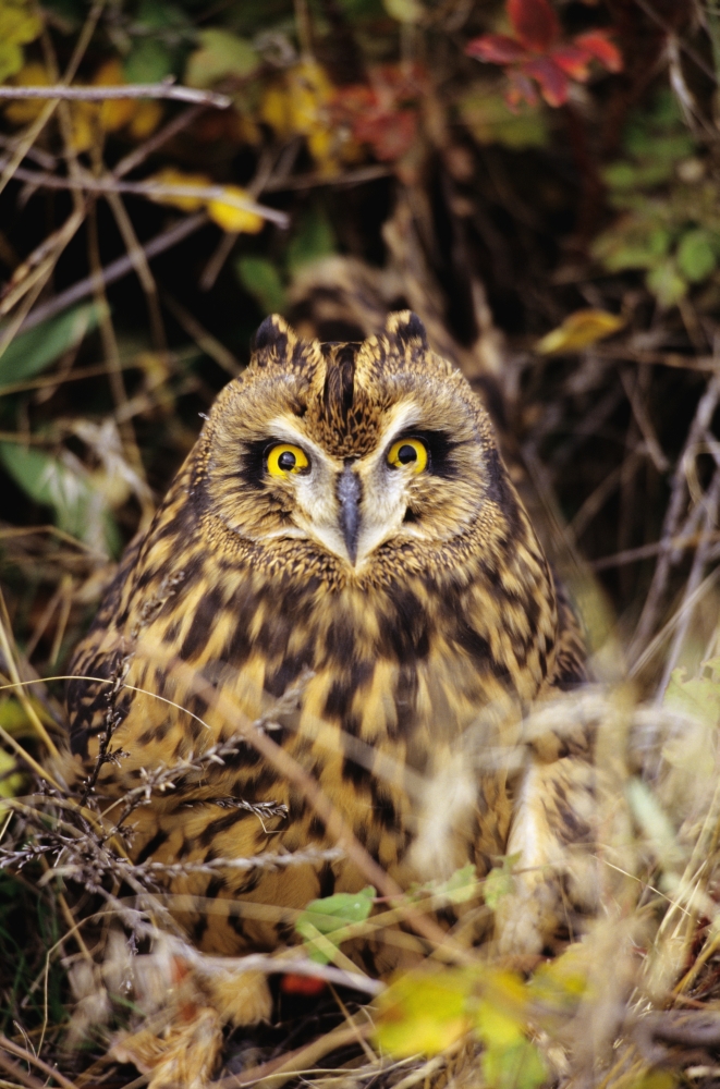 Short-Eared Owl Asio Flammeus Front Range Colorado Canvas Art - John Hyde Design Pics (22 x 34)