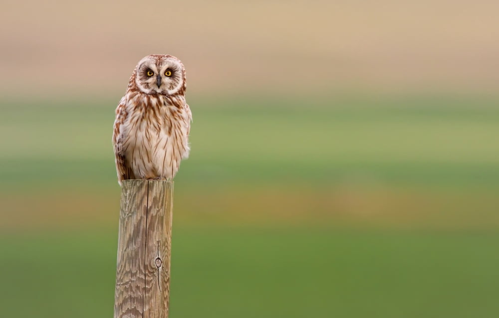 Short-Eared Owl Saskatchewan Canvas Art - Robert Postma Design Pics (17 x 11)