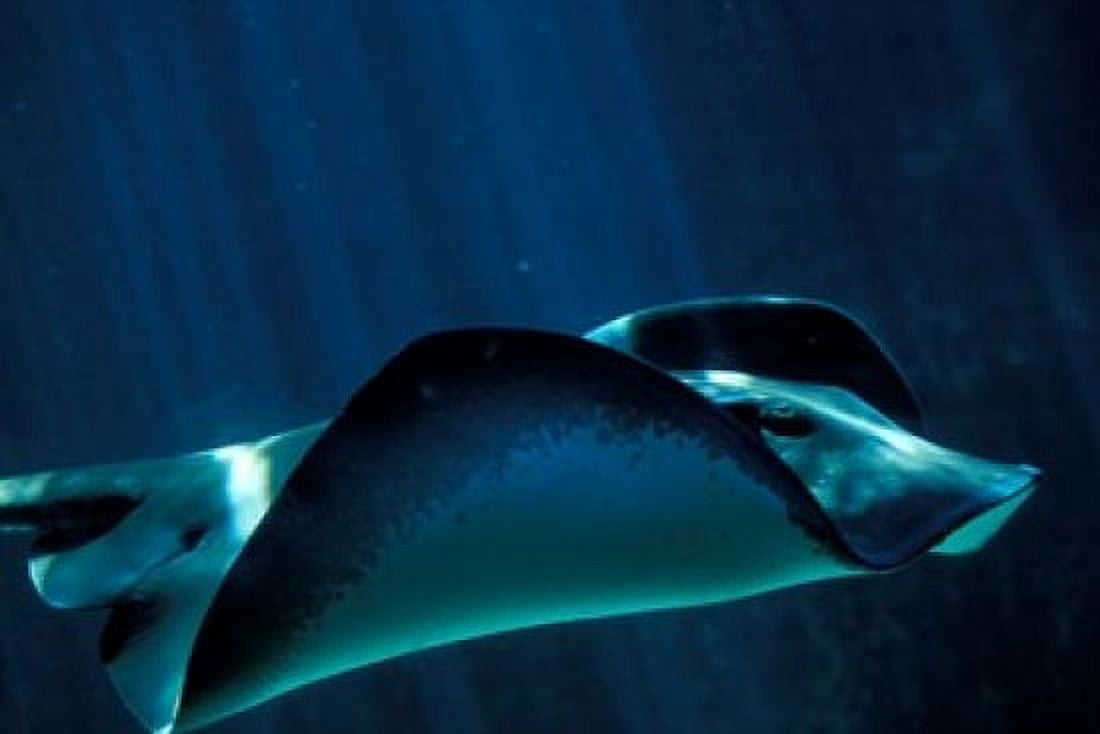 Short-Tailed Sting Ray Two Oceans Aquarium Cape Town South Africa Canvas Art - Paul Souders DanitaDelimont (18 x 12)