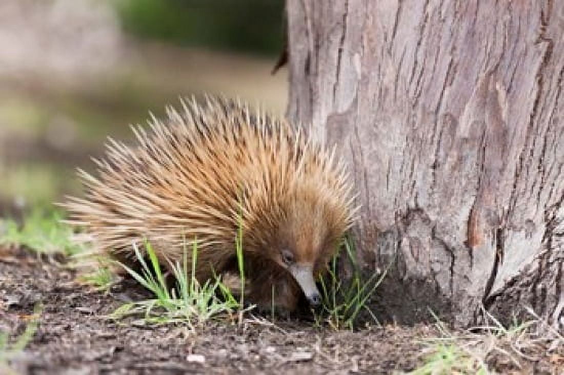 Short-beaked Echidna wildlife Australia Canvas Art - Martin Zwick DanitaDelimont (29 x 19)
