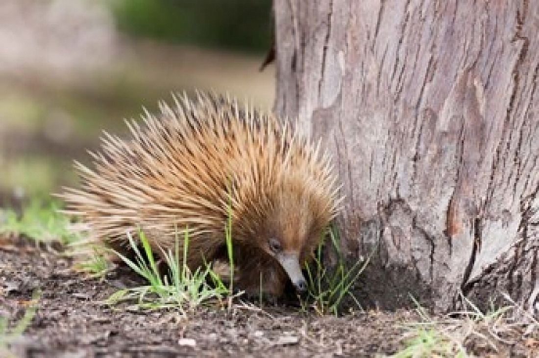 Short-beaked Echidna wildlife Australia Canvas Art - Martin Zwick DanitaDelimont (36 x 24)