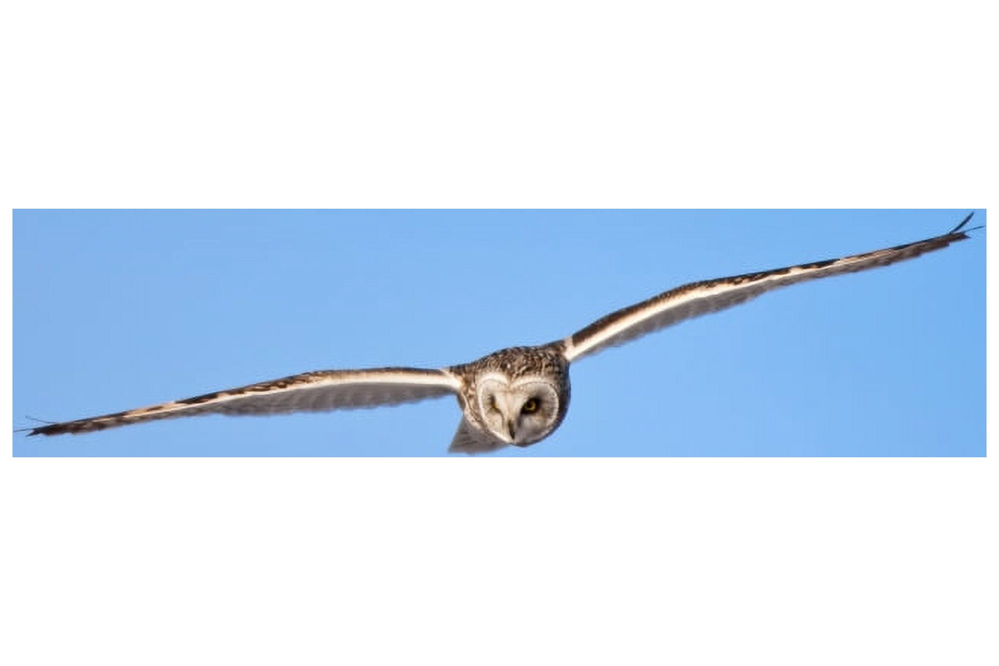 Short-eared Owl (Asio flammeus) in flight Prairie Ridge State Natural Area Marion County Illinois USA Canvas Art - Panoramic Images (24 x 36)