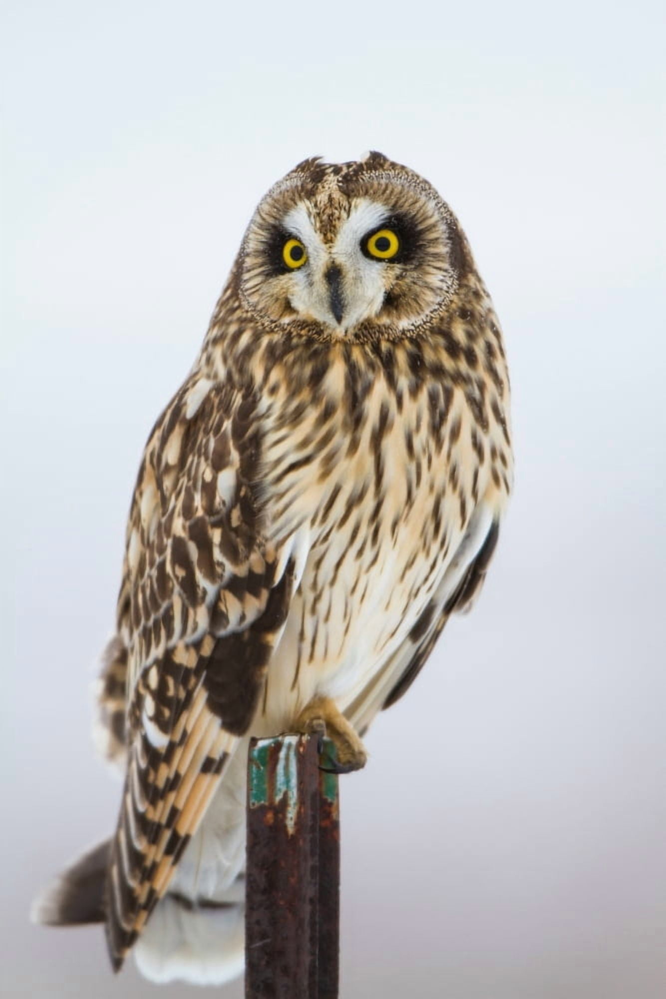 Short-eared Owl (Asio flammeus) perching on fence post Prairie Ridge State Natural Area Marion County Illinois USA Canvas Art - Panoramic Images (18 x 24)