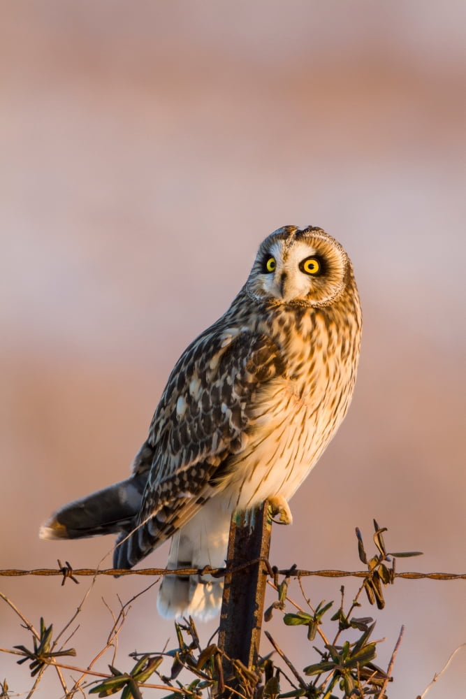 Short-eared Owl (Asio flammeus) perching on fence post Prairie Ridge State Natural Area Marion County Illinois USA Canvas Art - Panoramic Images (18 x 24)