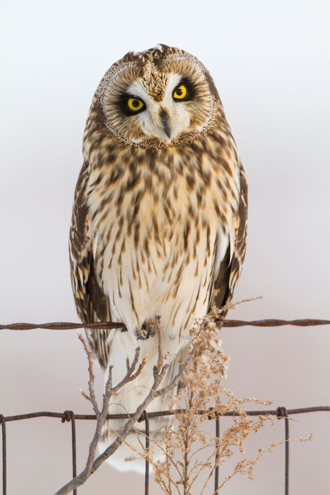 Short-eared Owl (Asio flammeus) perching on fence post Prairie Ridge State Natural Area Marion County Illinois USA Canvas Art - Panoramic Images (18 x 24)