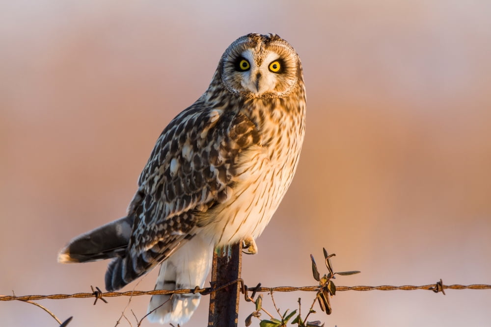 Short-eared Owl (Asio flammeus) perching on fence post Prairie Ridge State Natural Area Marion County Illinois USA Canvas Art - Panoramic Images (24 x 36)