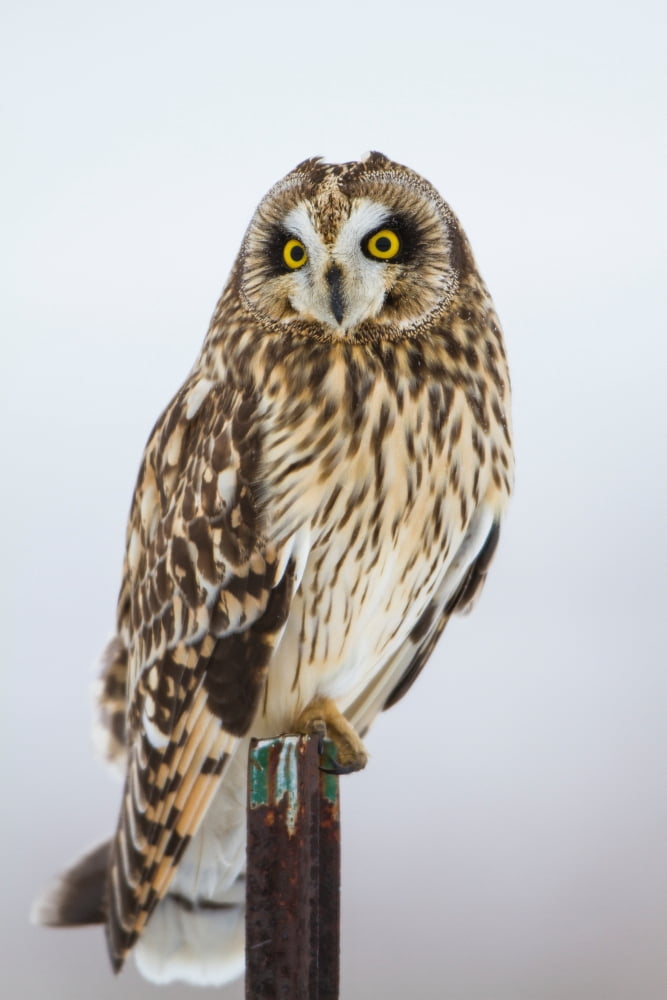 Short-eared Owl (Asio flammeus) perching on fence post Prairie Ridge State Natural Area Marion County Illinois USA Canvas Art - Panoramic Images (24 x 36)