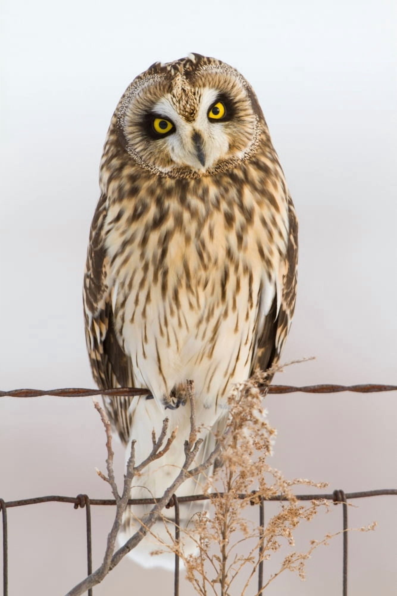 Short-eared Owl (Asio flammeus) perching on fence post Prairie Ridge State Natural Area Marion County Illinois USA Canvas Art - Panoramic Images (24 x 36)