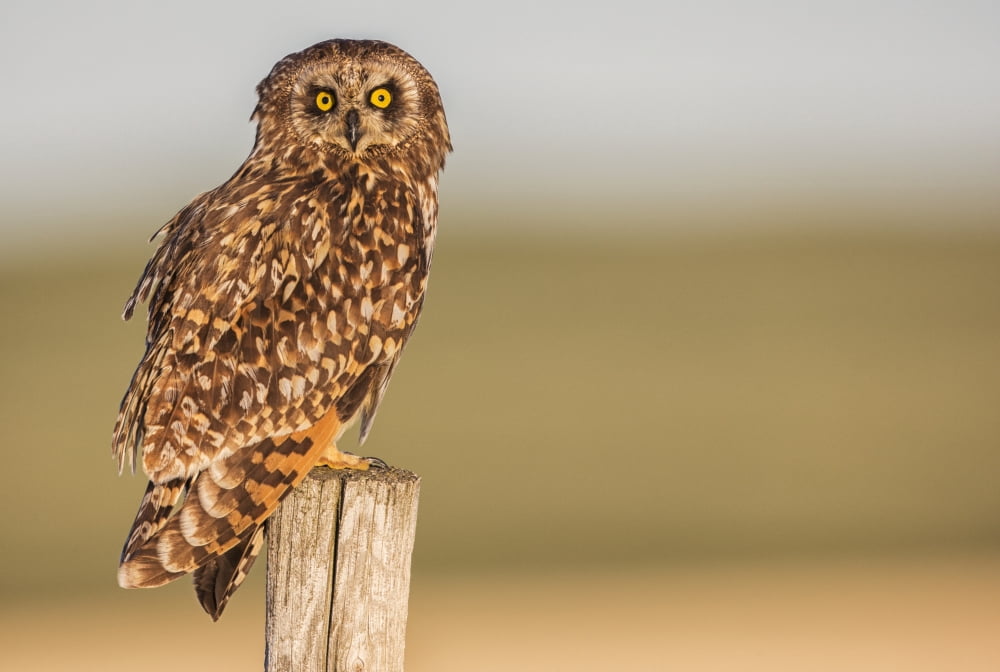 Short earred owl (Asio flammeus) sitting on a fence post Saskatchewan Canada Canvas Art - Robert Postma Design Pics (18 x 12)