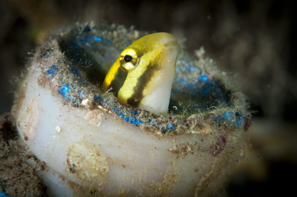 Short-head sabretooth blenny peering from a plastic bottle Gorontalo Indonesia Canvas Art - Steve JonesStocktrek Images (18 x 12)