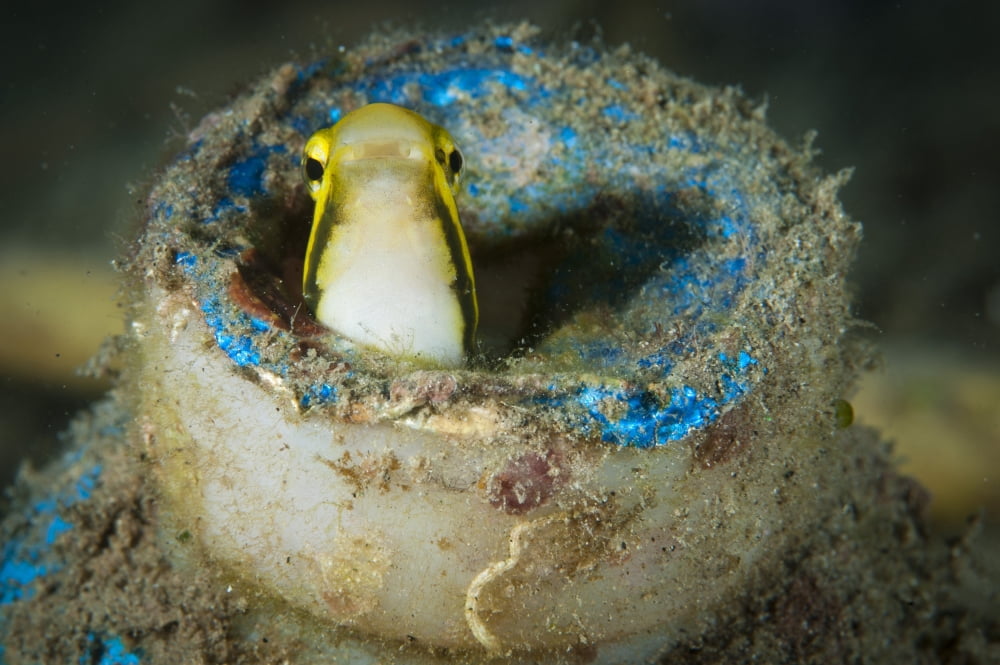 Short-head sabretooth blenny peering from a plastic bottle Gorontalo Indonesia Canvas Art - Steve JonesStocktrek Images (35 x 23)