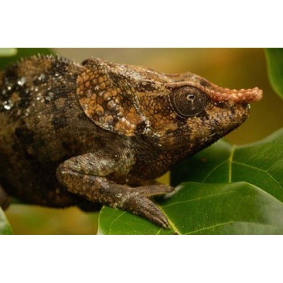 Short-horned chameleon lizard MADAGASCAR Canvas Art - Pete Oxford DanitaDelimont (19 x 12)