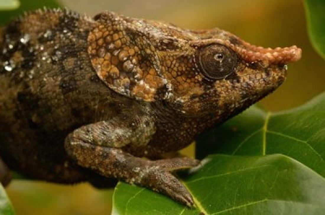 Short-horned chameleon lizard MADAGASCAR Canvas Art - Pete Oxford DanitaDelimont (38 x 26)
