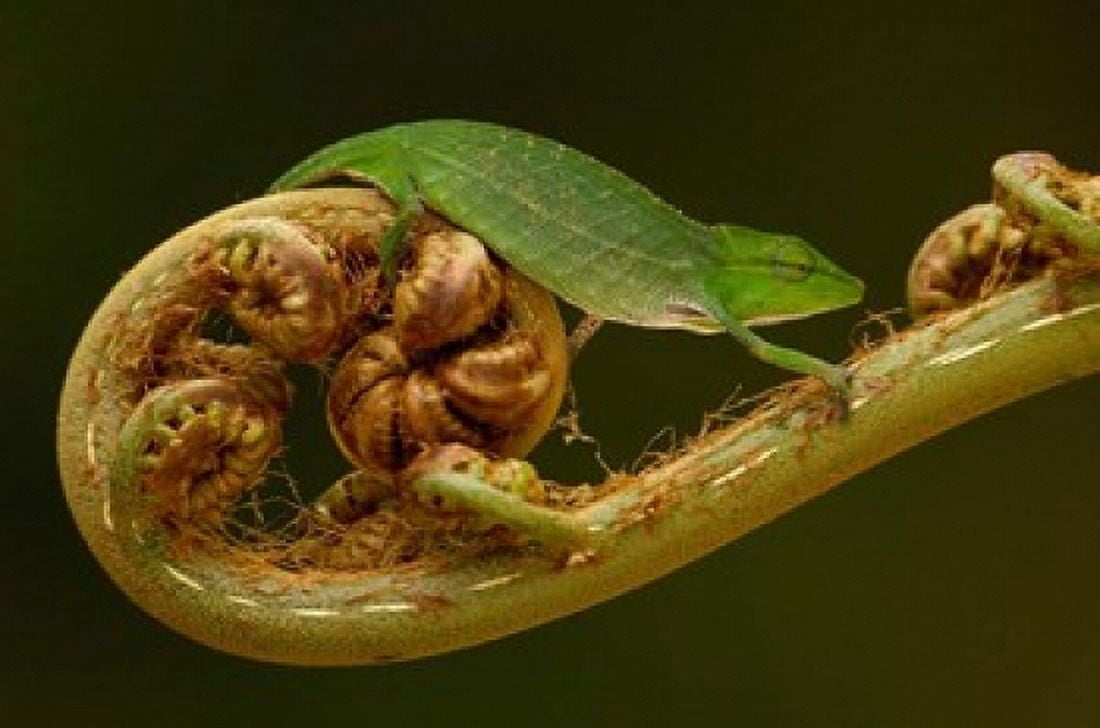 Short-nosed Chameleon lizard Madagascar Africa Canvas Art - Pete Oxford DanitaDelimont (38 x 26)