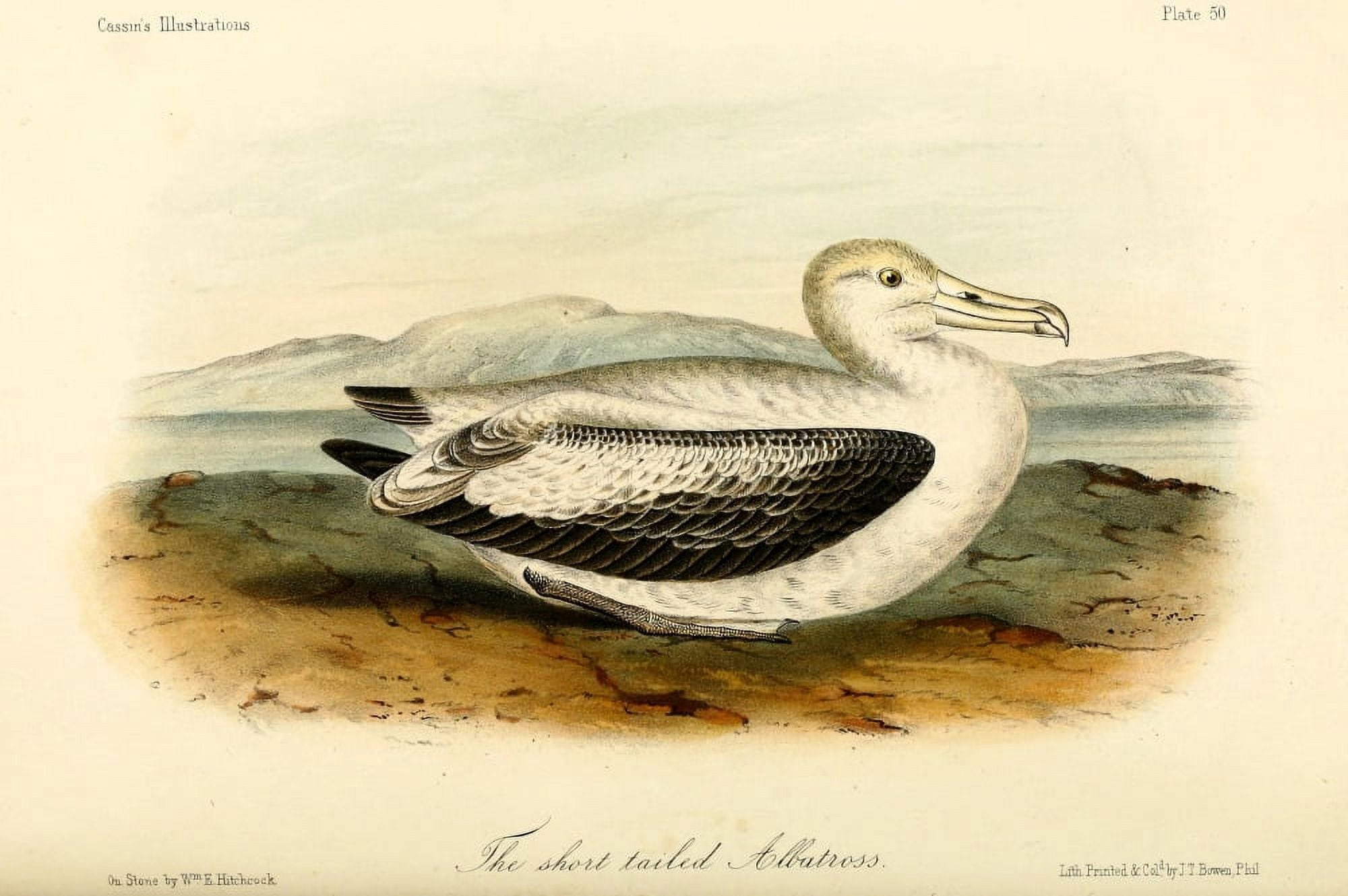 Short-tailed Albatross Canvas Art - WE Hitchcock (24 x 36)