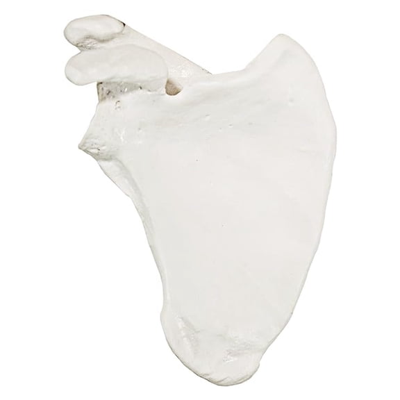 Shoulder Anatomy Model of Right Scapula Bone | Shoulder Blade Model Details Skeletal Anatomy of Scapula | Scapula Model Shows Bony Landmarks and Anatomical Detail