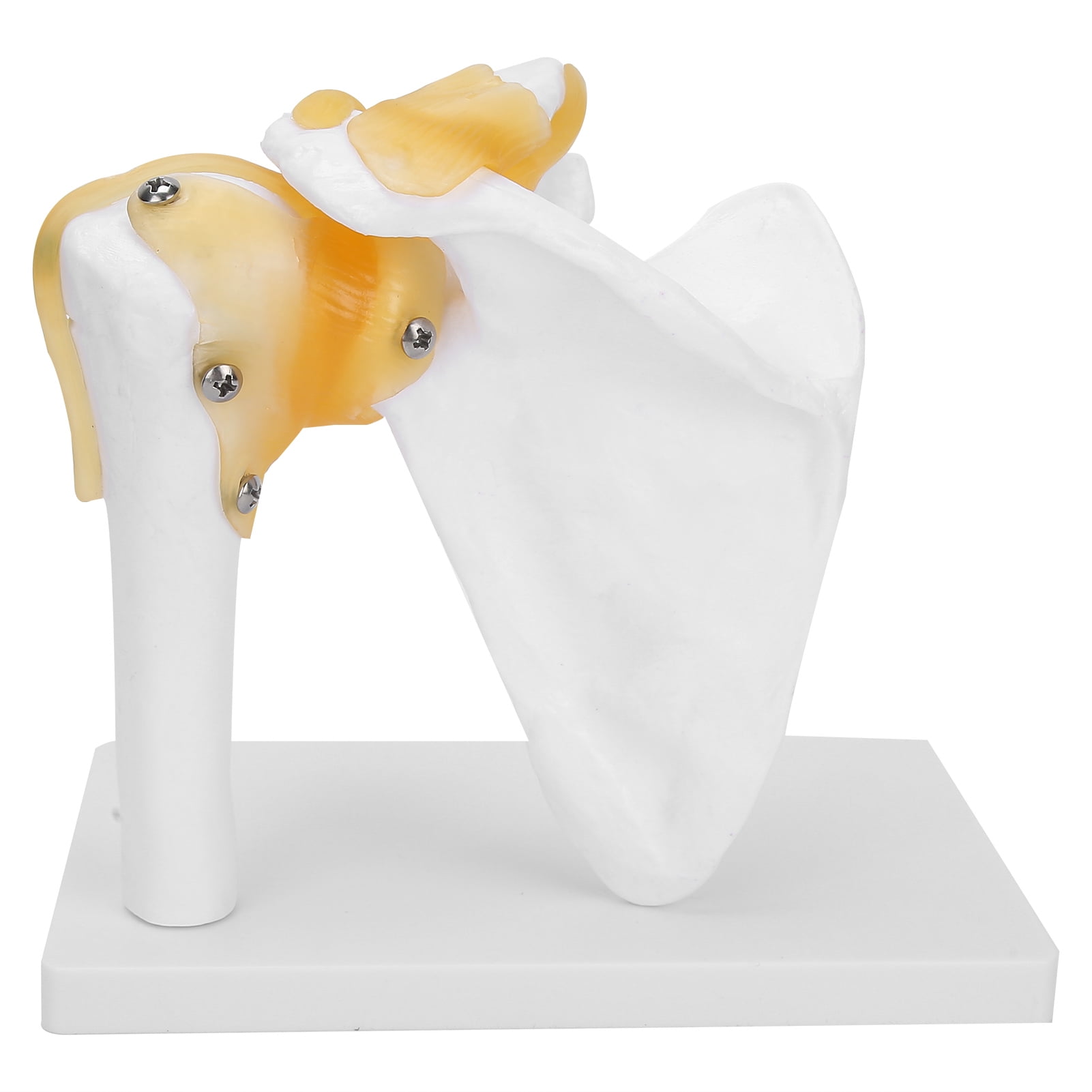 Shoulder Joint Model, ANGGREK 11 LifeSize Human Anatomy Shoulder