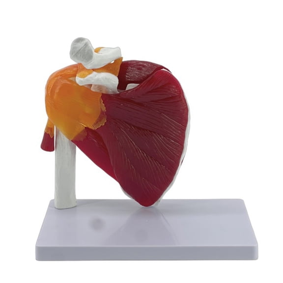 Flexible Anatomically Accurate Human Shoulder Musculature Model Removable Base