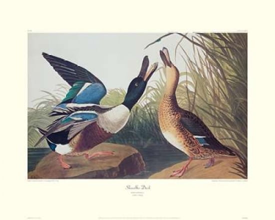 Shoveller Duck (decorative border) Canvas Art - John James Audubon (24 x 30)