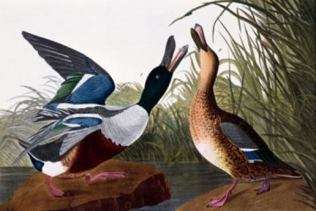 Shoveller Duck male and female by John James Audubon lithograph (1785-1851) Canvas Art - John James Audubon (18 x 24)