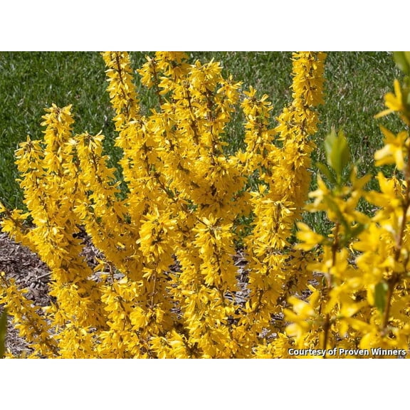 Show Off Sugar Baby Forsythia - 2 Gallon Shrub