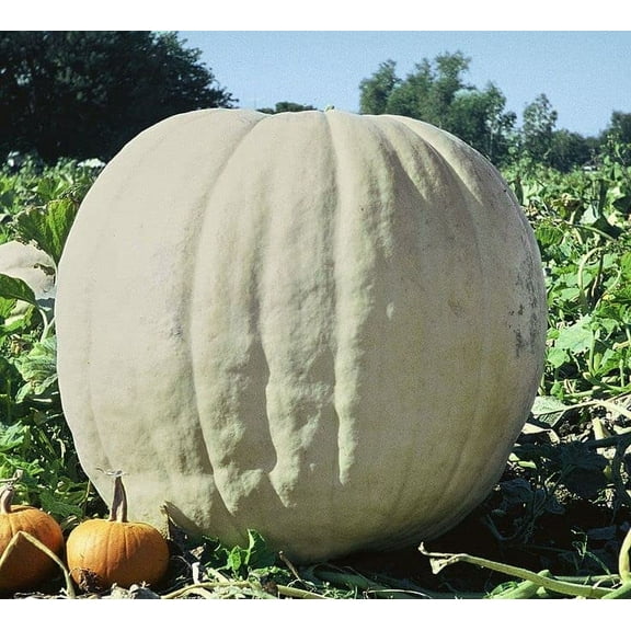 CZ Grain 10 White Giant Pumpkin Plant Seeds, Award Winning