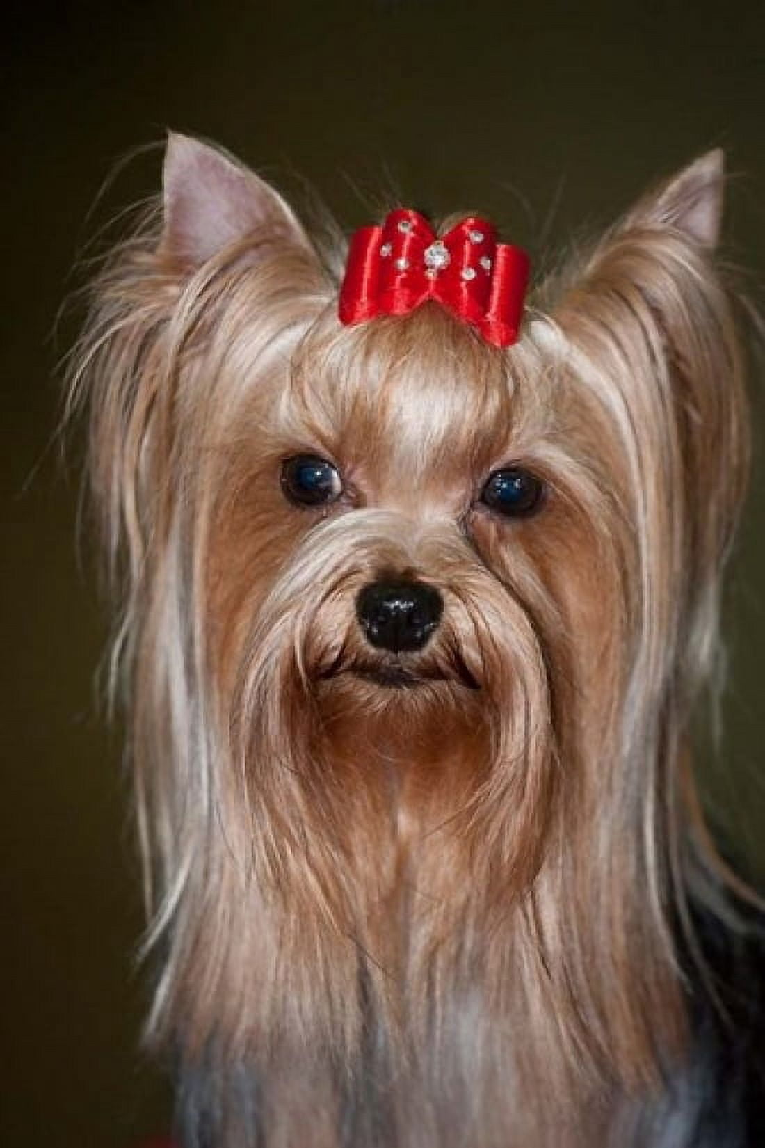 Show Yorkshire Terrier Dog with red bow Canvas Art - PiperAnne Worcester DanitaDelimont (24 x 36)