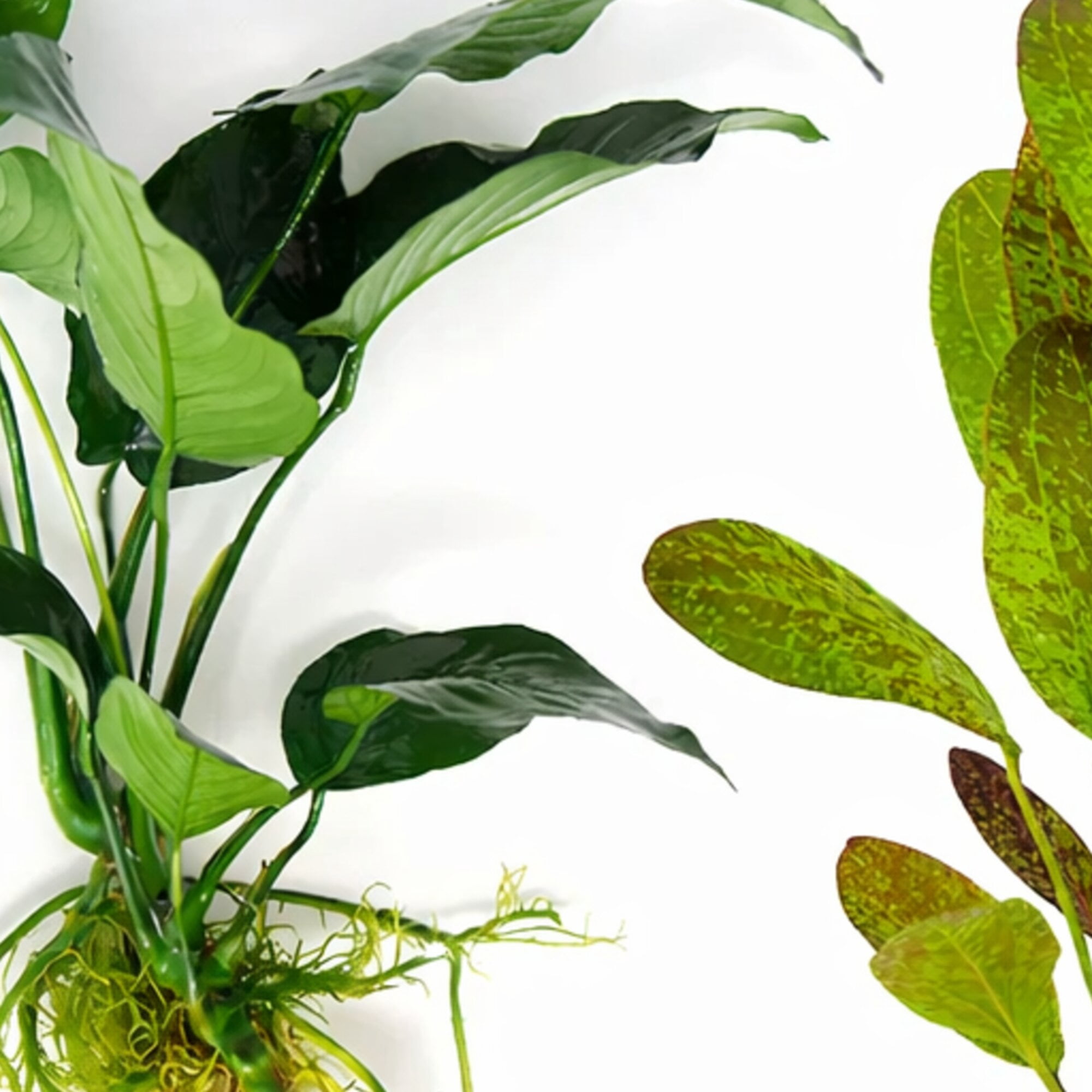 Showpiece Plant Duo Large Amazon Sword & Anubias - Our Choice (1 Pack - 2 Plants)
