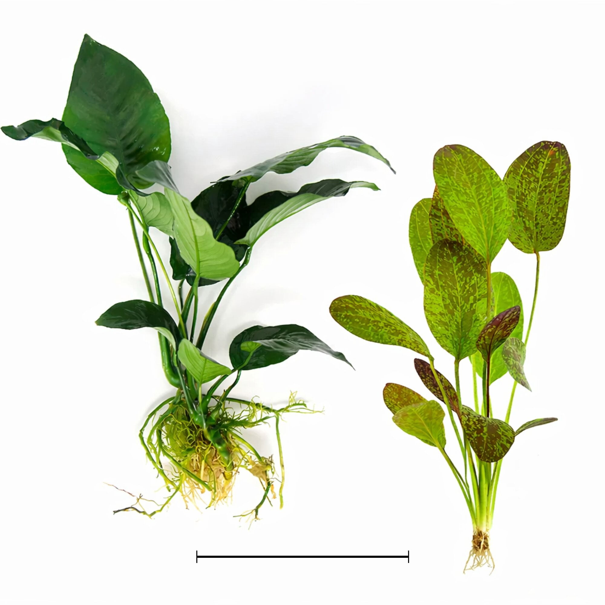 Showpiece Plant Duo Large Amazon Sword & Anubias - Our Choice (3 Pack - 6 Plants)