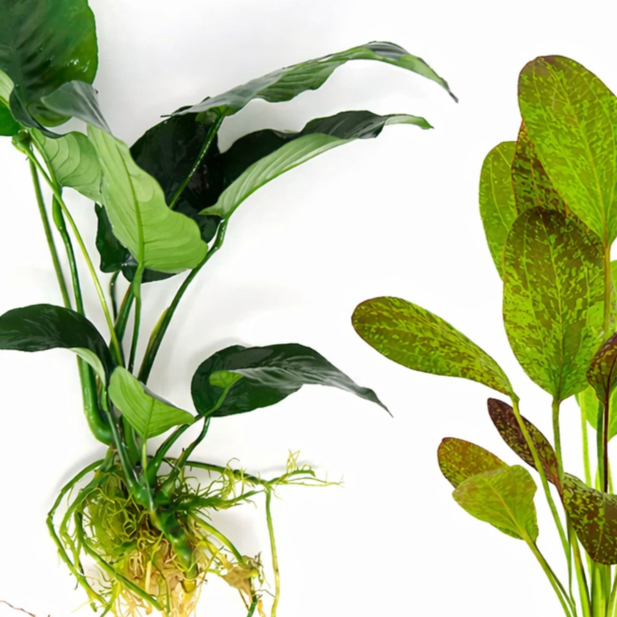 Showpiece Plant Duo Large Amazon Sword & Anubias - Our Choice (5 Pack - 10 Plants - Bare Root)