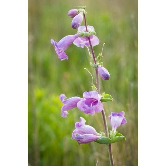Showy Beardtongue Penstemon cobaea Meadow Wildflowers Premium Seeds for Planting