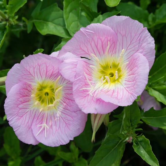 Showy Evening Primrose 0.25 Oz ~9,647 Seeds – Oenothera speciosa – Tricolor Blooms in Pink, Lavender & Ivory – Perennial Wildflower – Drought-Tolerant – 91–98 Days – Non-GMO – 2nd Year Bloom