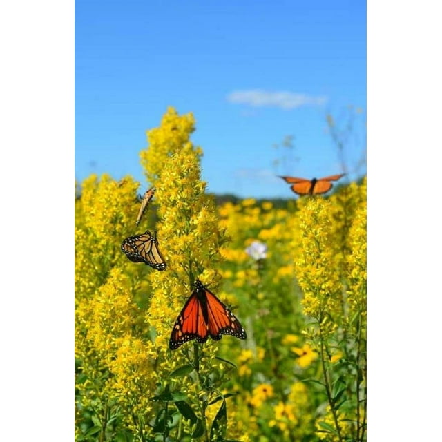 Showy Goldenrod Seeds for Planting 100+ Seeds Solidago speciosa