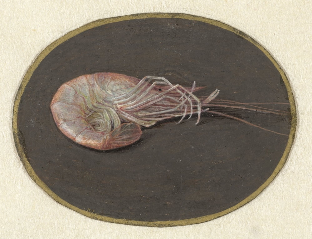 Shrimp Canvas Art -  (36 x 24)