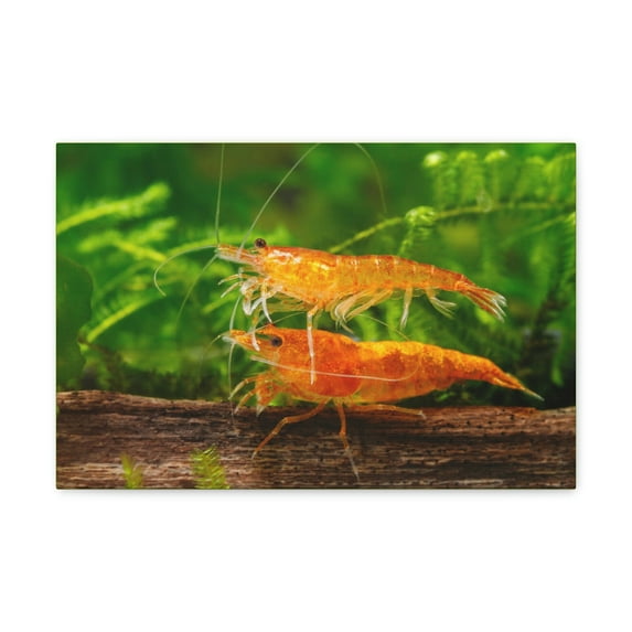 Shrimp Couple Shrimp Couple Print Animal Wall Art Wildlife Canvas Prints Wall Art Ready to Hang Unframed