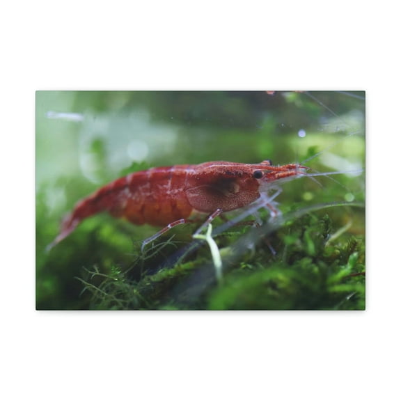 Shrimp Hunting Shrimp on Hunt Print Animal Wall Art Wildlife Canvas Prints Wall Art Ready to Hang Unframed