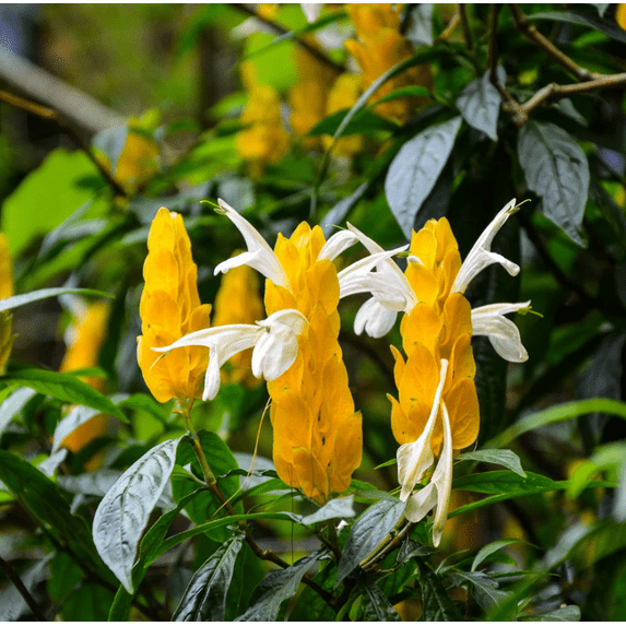 Shrimp Live Plant, Yellow Shrimp Plant Live, Justica Brandegeana Plant from 5 Inches Tall Seedling, Ready to Plant, Live Shrimp Plant, No Pot