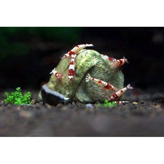 Shrimp Rocks, Calcium, Magnesium Rocks for Crayfish, Hermit Crab, Snails, Crustacean Care, Aquarium Decor for Crystal Red, Amano and Ghost Shrimps, Nano Tank Accessories, Fish Tank Supplies