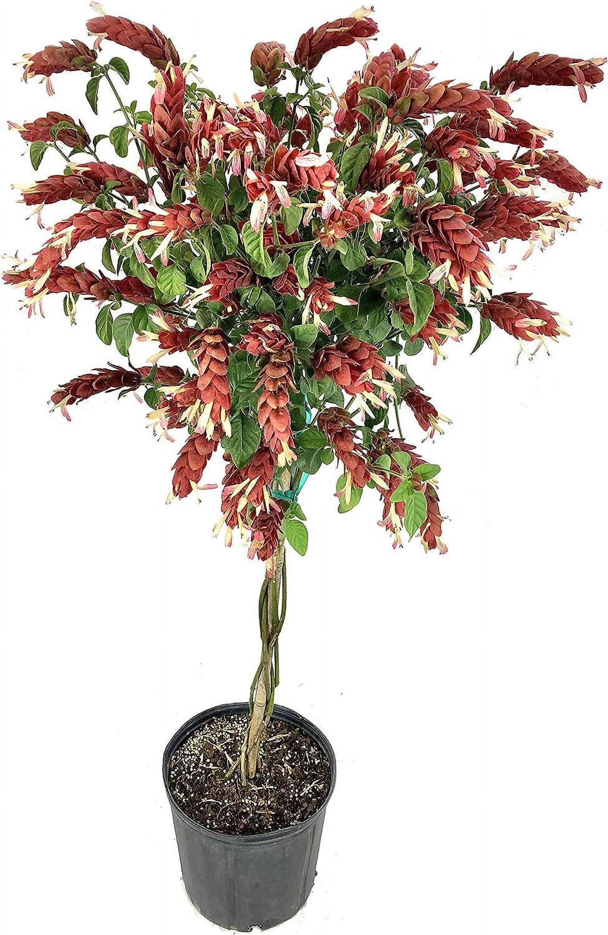 Shrimp Tree - Live Plant in a 10 Inch Growers Pot - Justicia Brandegeeana - Rare and Exotic Ornamental Flowering Tree - image 1 of 5