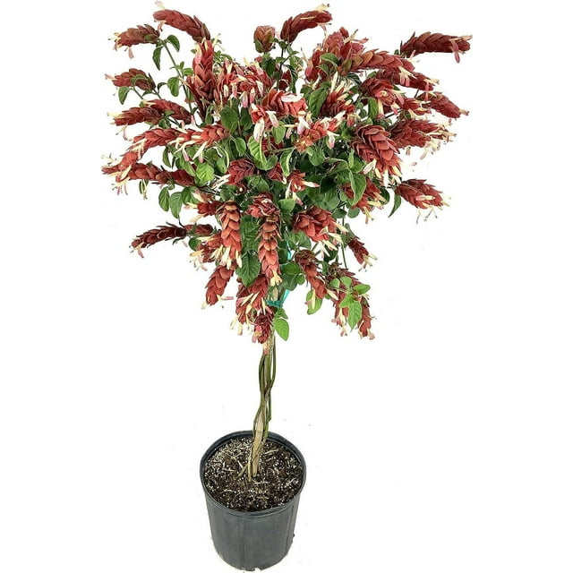 Shrimp Tree - Live Plant in a 10 Inch Growers Pot - Justicia Brandegeeana - Rare and Exotic Ornamental Flowering Tree