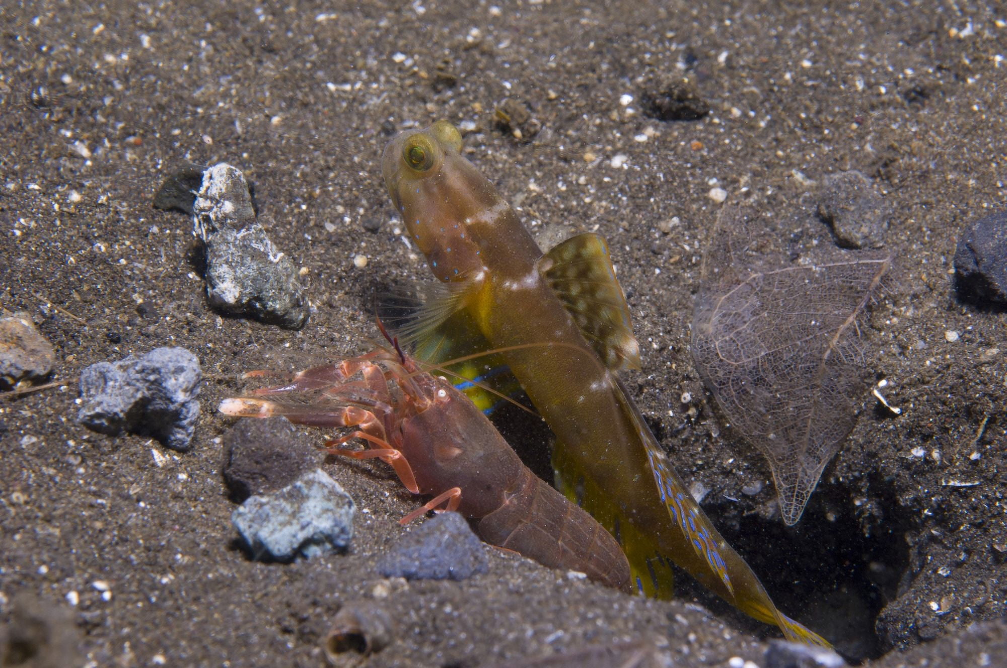 Shrimp goby and snapping shrimp look out their burrow Papua New Guinea Canvas Art - Steve JonesStocktrek Images (35 x 23)