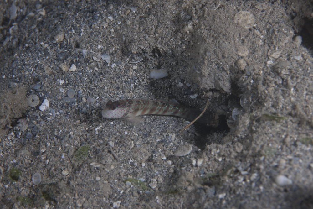 Shrimp goby stands guard at the entrance of its hole Fiji Canvas Art - Terry MooreStocktrek Images (18 x 12)