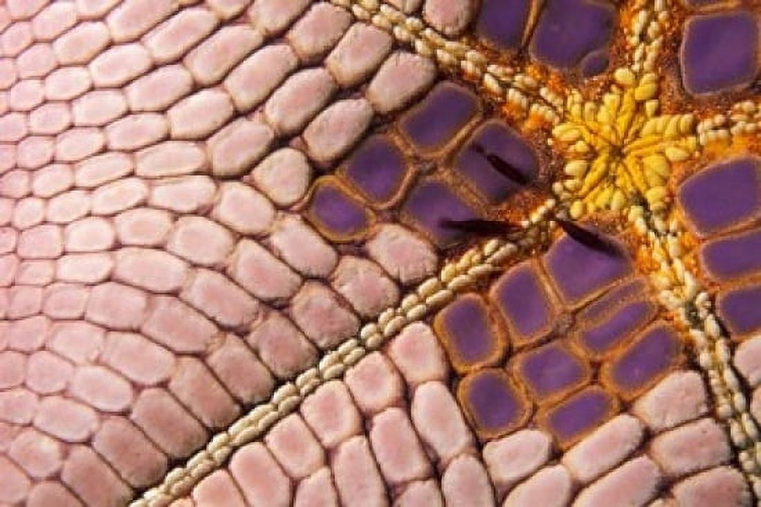 Shrimp on Cushion Star Indonesia Canvas Art - Stuart Westmorland DanitaDelimont (36 x 24)