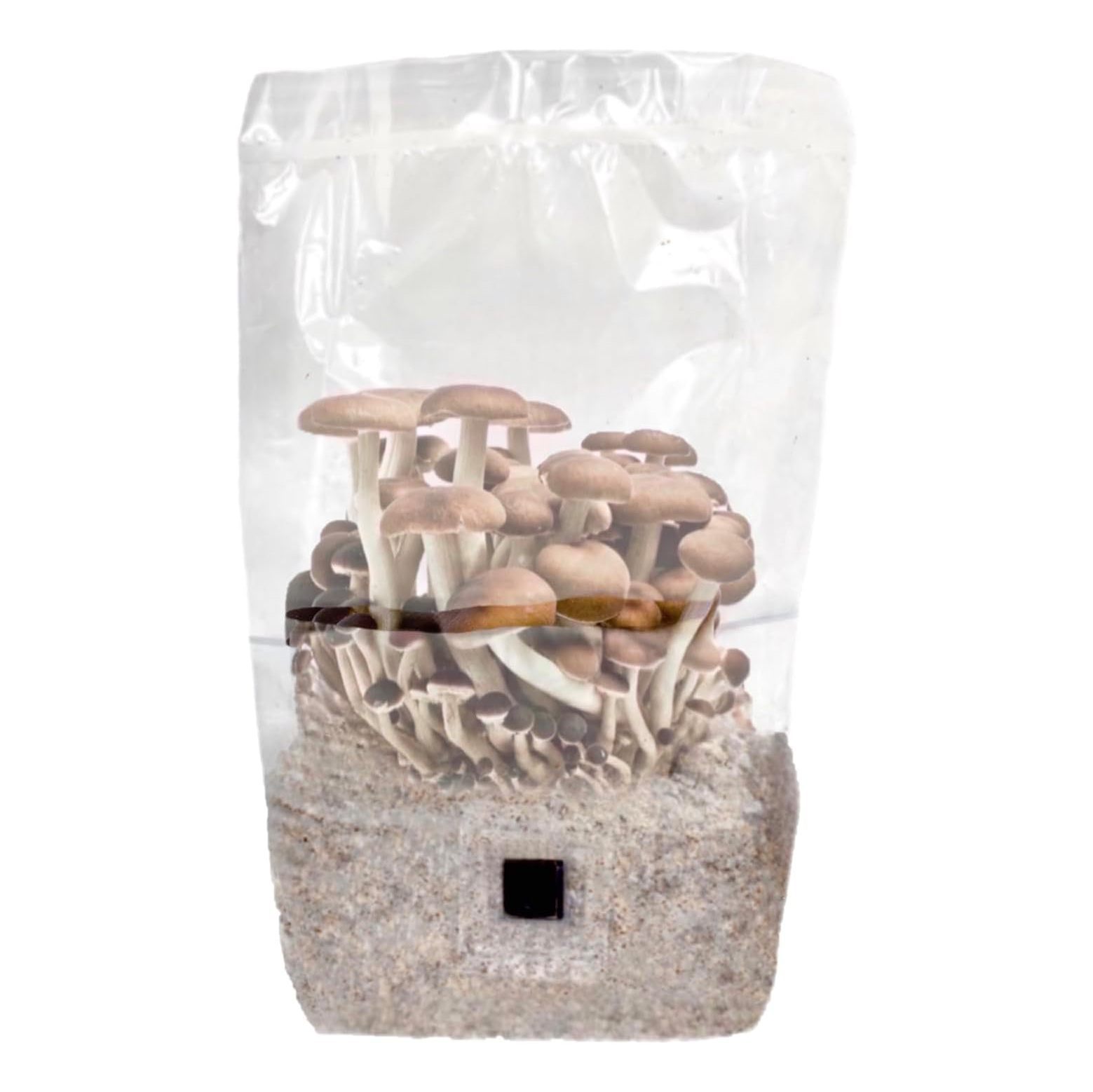 'ShroomTek' AllinOne Mushroom Grow Bag Grow Mushrooms Right in The