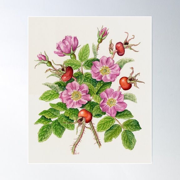 Shrub Rose, Rosa Rugosa (Watercolour On Paper) Poster Wall Art, Modern Wall Decor For Living Room Bedroom, 8x12 UNFRAMED