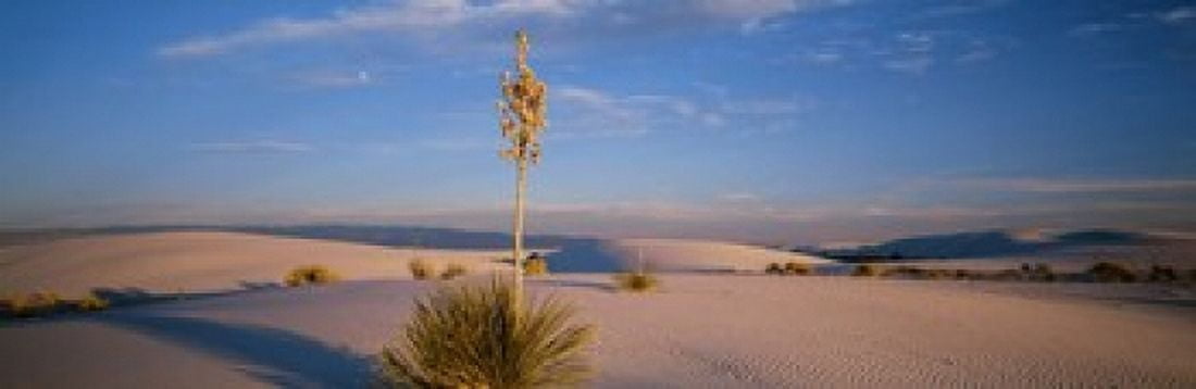Shrubs in the desert White Sands National Monument New Mexico USA Canvas Art - Panoramic Images (18 x 6)